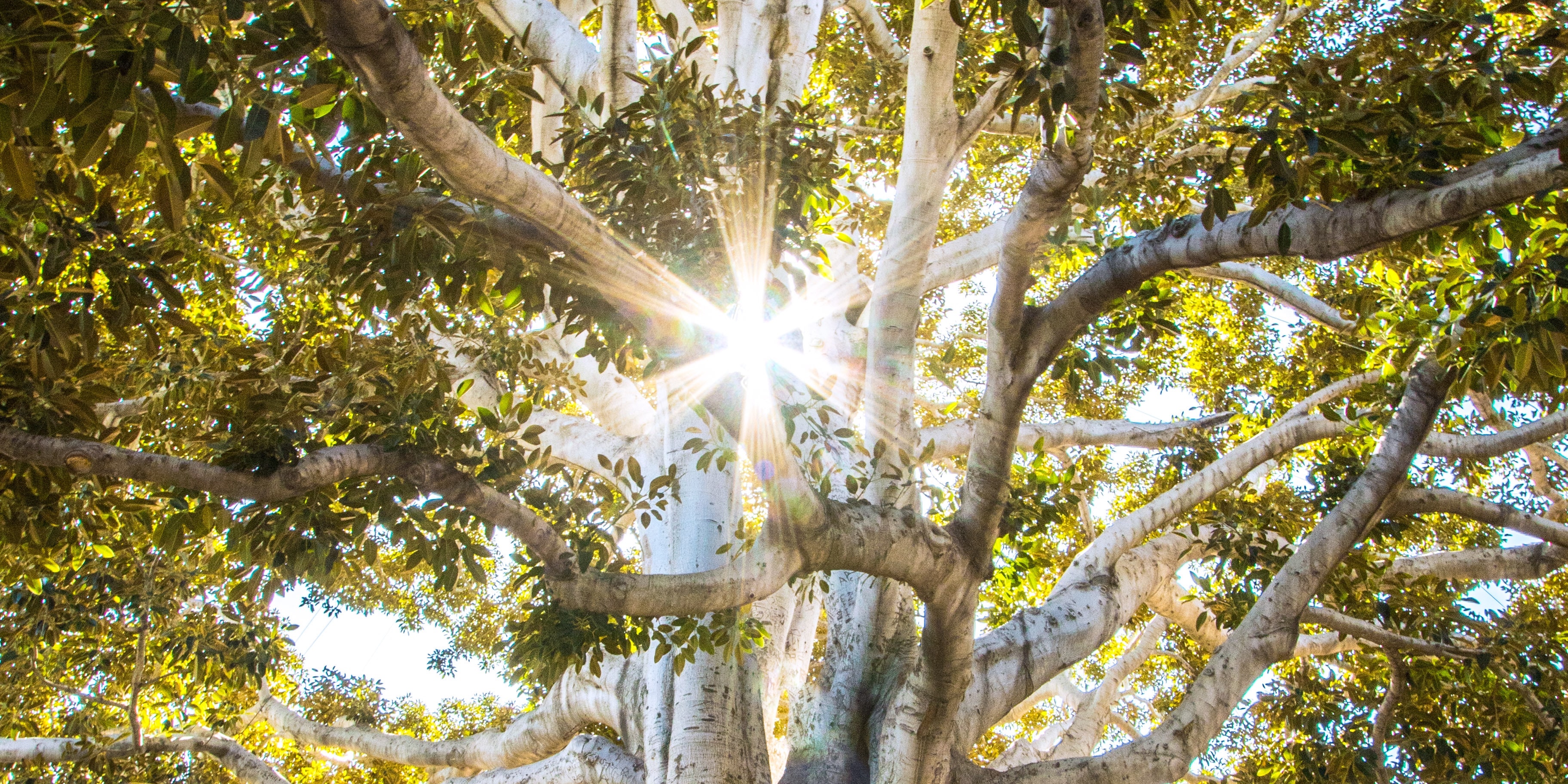 Rays of sunlight shining through a green tree