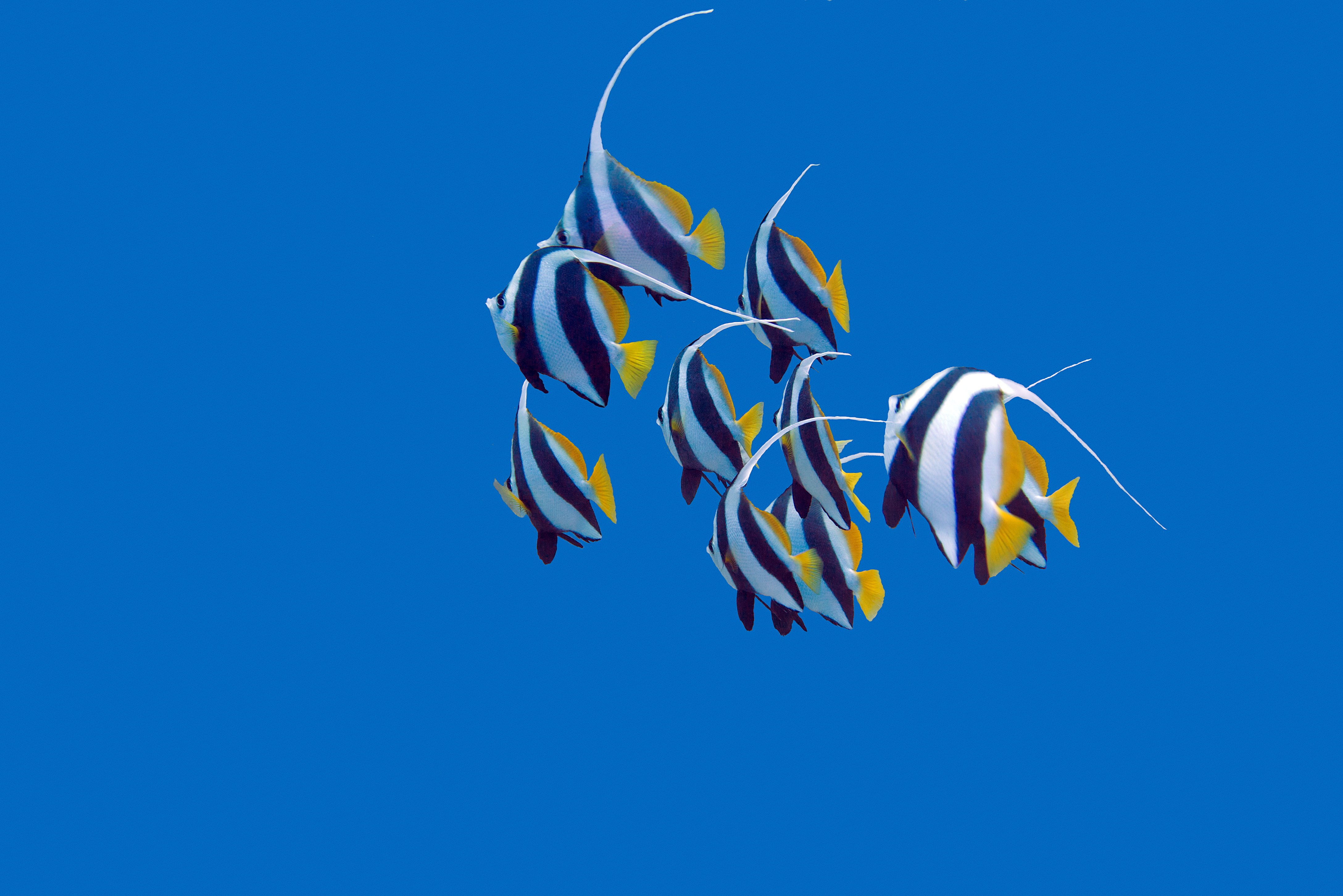 fish on a blue background